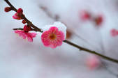 tkf001_820309