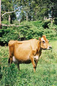 tkf001_506097