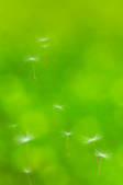 tkf001_552207