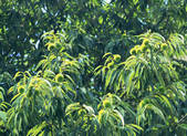 tkf001_557245