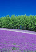tkf001_560350