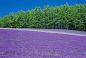 tkf001_560351