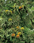 tkf003_109738