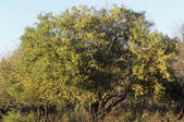 tkf001_689871