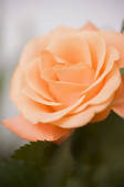 tkf001_708712