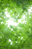 tkf003_156205