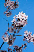 tkf003_335409