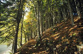tkf003_348265