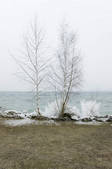 tkf003_462014