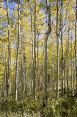 tkf003_513070