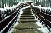tkf003_529857