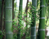 tkf003_540147