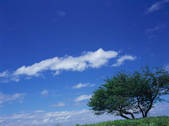 tkf003_544323