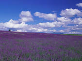tkf003_551042