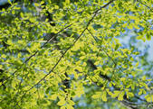 tkf003_555110