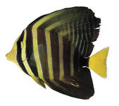 tkf003_681010
