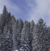 tkf003_715499