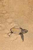 tkm001_511496