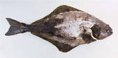 tkm001_690267