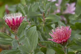 tkm001_803260