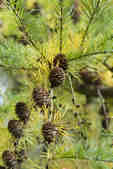 tkm001_807261