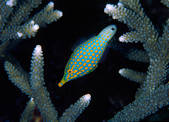 tkm001_885110