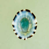 tkm001_955025