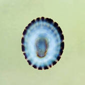 tkm001_955026