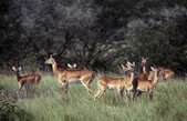 tkm003_186575