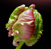 tkm003_550175