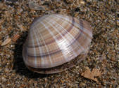 tkm003_552191