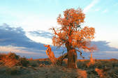 tkm002_108954
