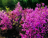 tkf002_111582
