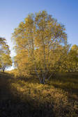 tkf005_2309539