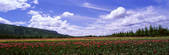 tkf005_2350339