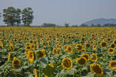 tkf005_2374415