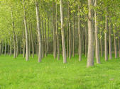 tkf005_302980