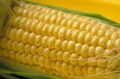 tkm005_105173
